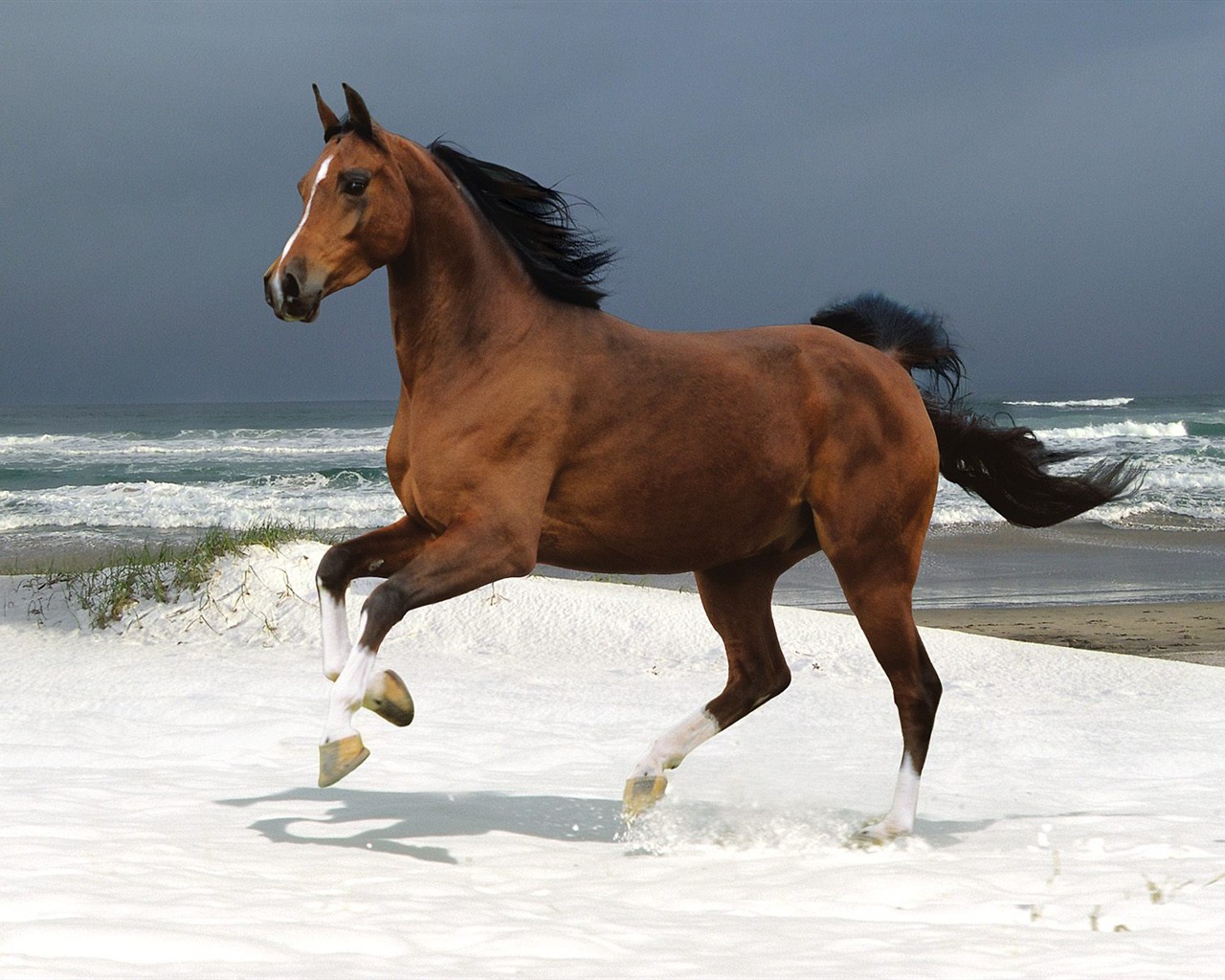 Horse Photo Wallpaper (2) #20 - 1280x1024