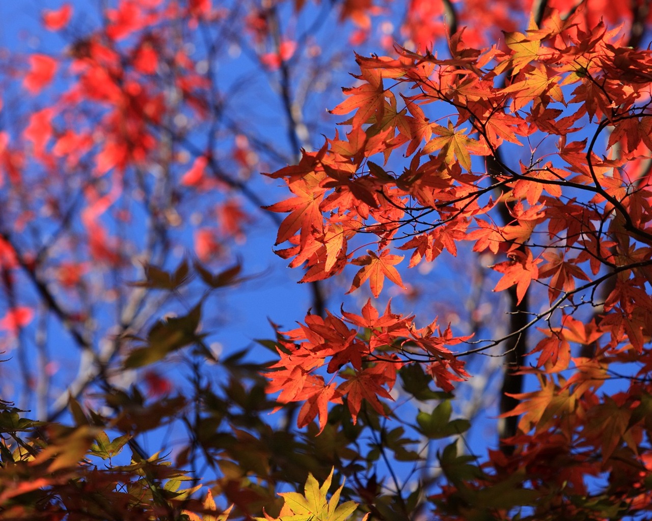 Maple sky wallpaper (1) #1 - 1280x1024