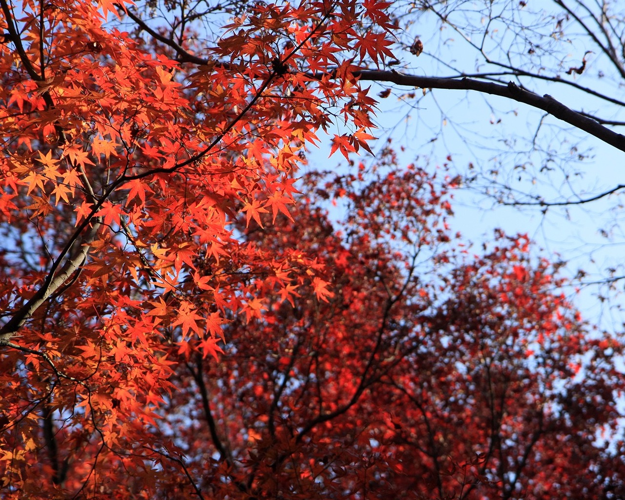 Maple sky wallpaper (1) #2 - 1280x1024