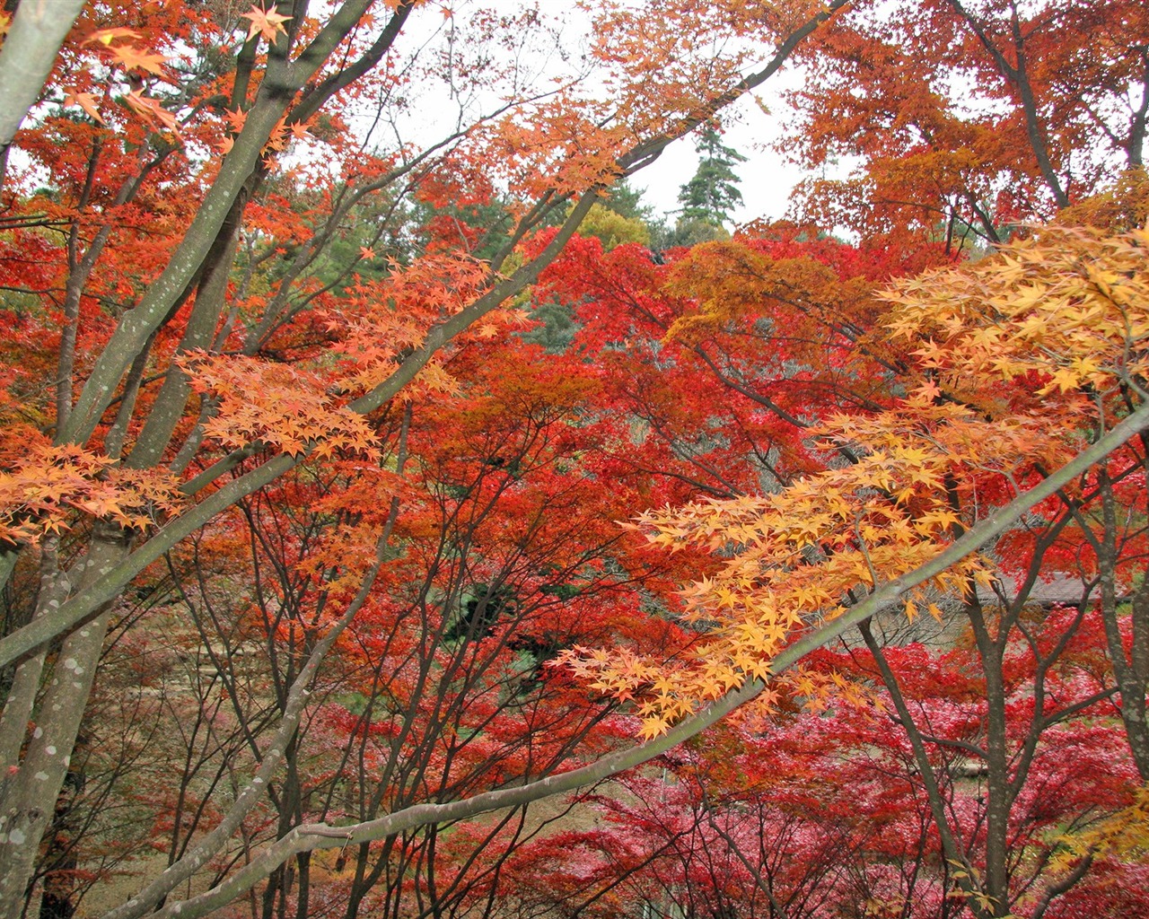 Maple sky wallpaper (1) #3 - 1280x1024