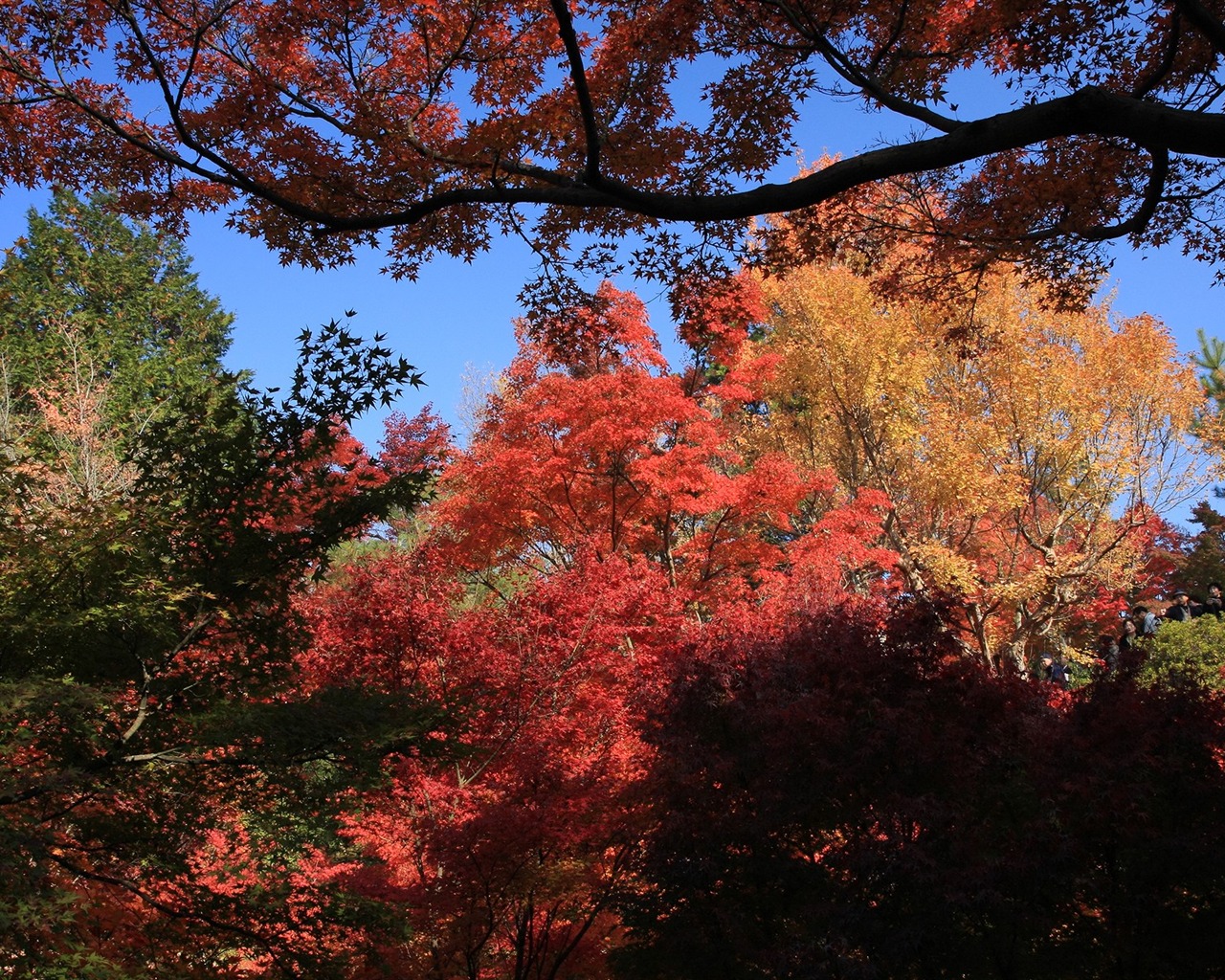 Maple sky wallpaper (1) #4 - 1280x1024