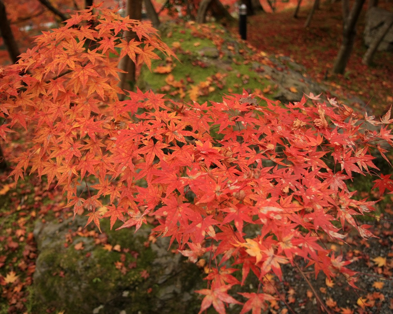 Maple nebe tapety (1) #6 - 1280x1024