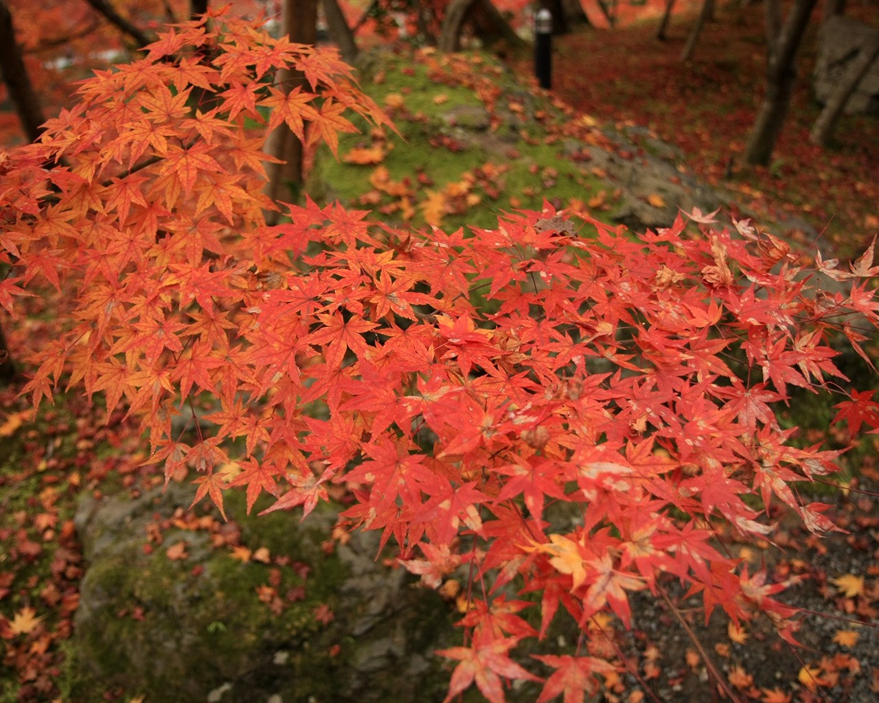 Maple sky wallpaper (1) #6 - 1280x1024