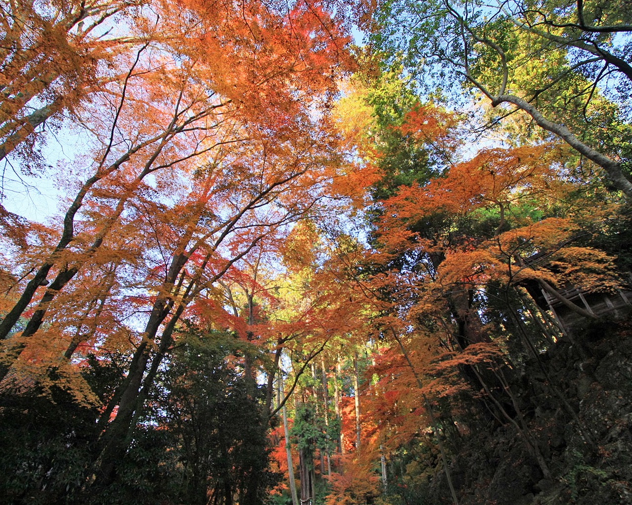 楓葉滿天 壁紙(一) #7 - 1280x1024