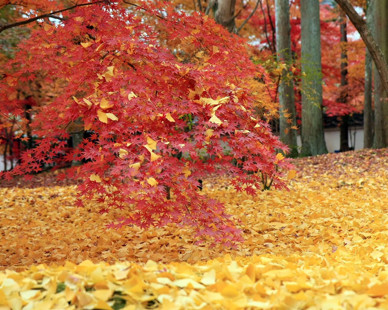 Maple sky wallpaper (1) #9 - 1280x1024