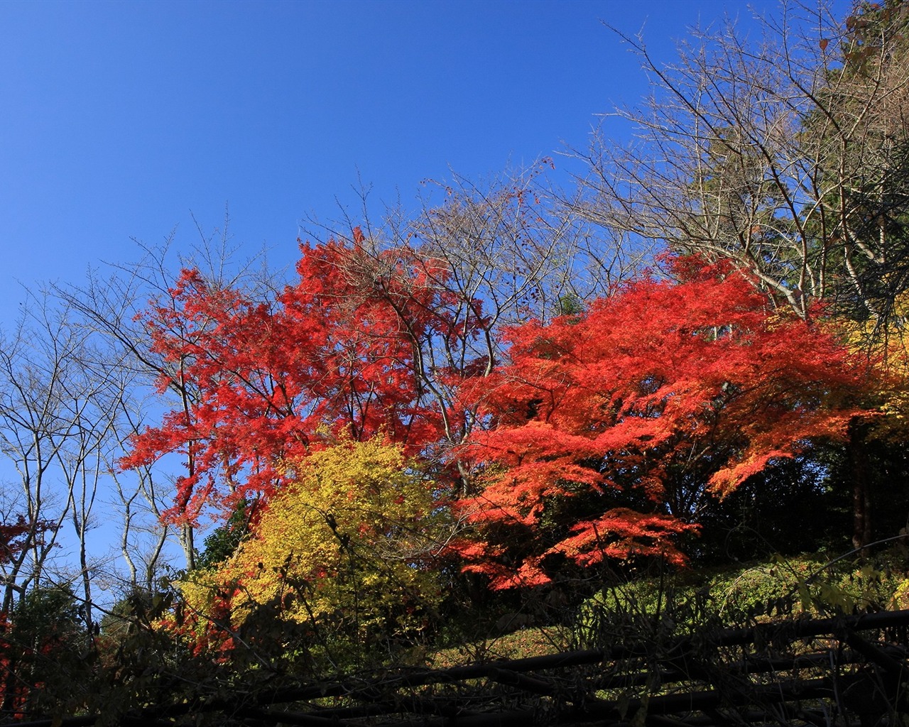 Maple sky wallpaper (1) #10 - 1280x1024