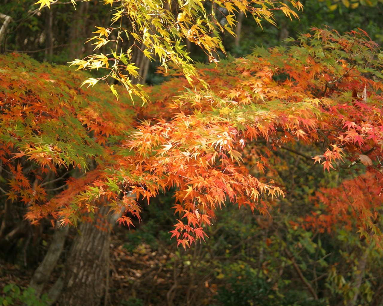 Maple sky wallpaper (1) #12 - 1280x1024