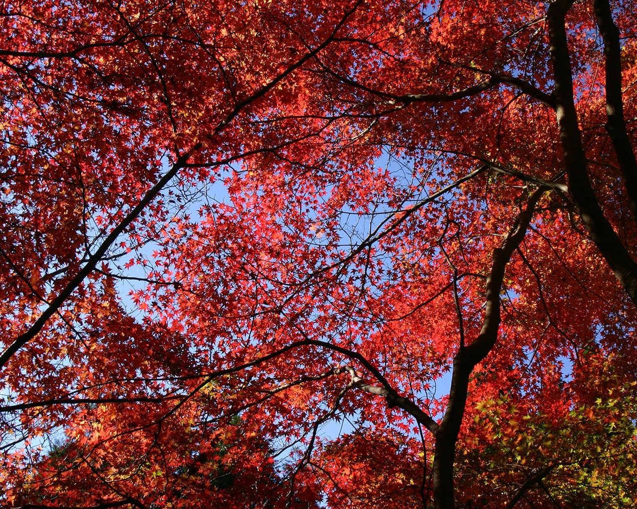 Maple nebe tapety (1) #14 - 1280x1024