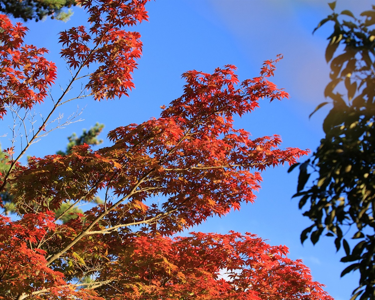 Maple sky wallpaper (1) #15 - 1280x1024