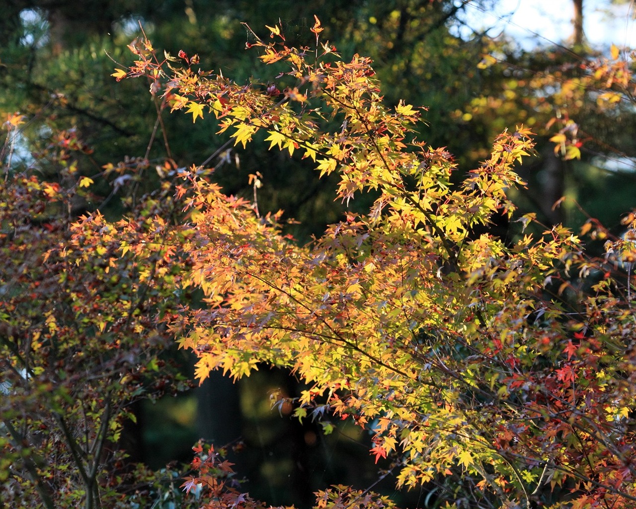 Maple sky wallpaper (1) #16 - 1280x1024