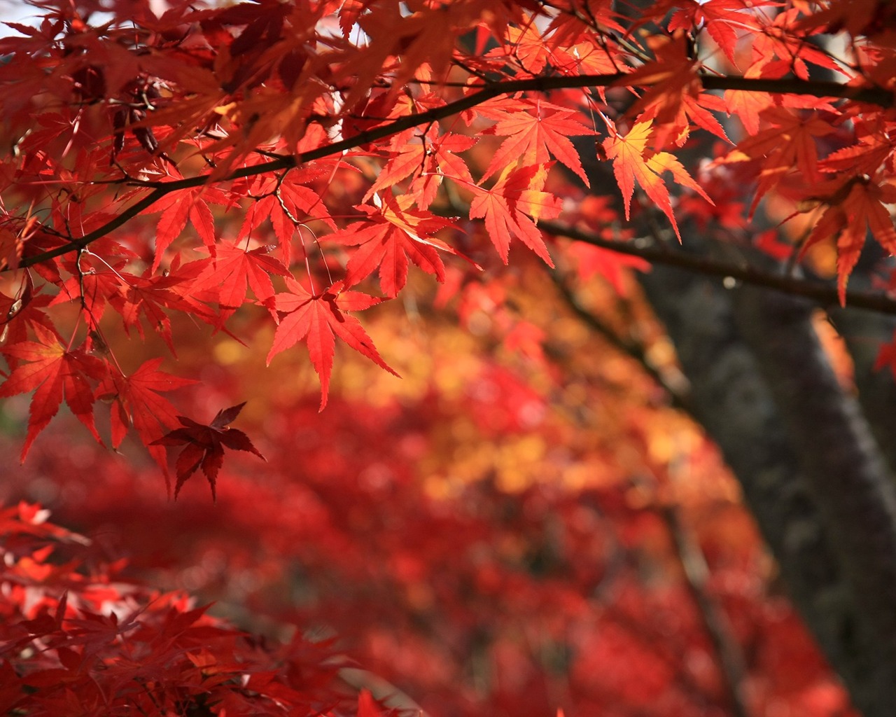 Maple sky wallpaper (1) #17 - 1280x1024