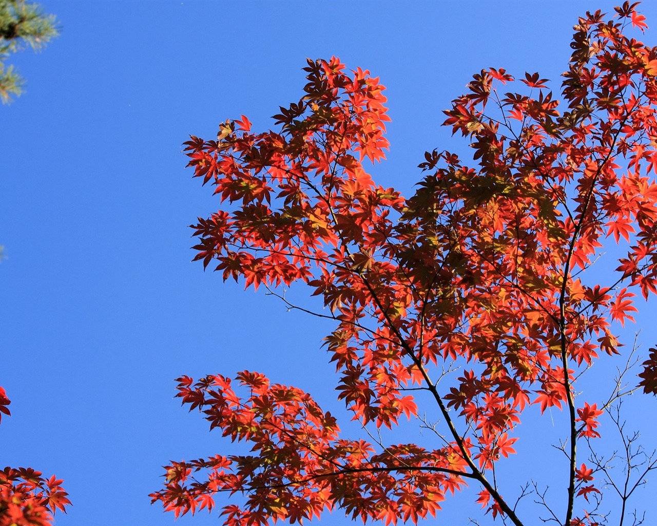 Maple sky wallpaper (1) #18 - 1280x1024