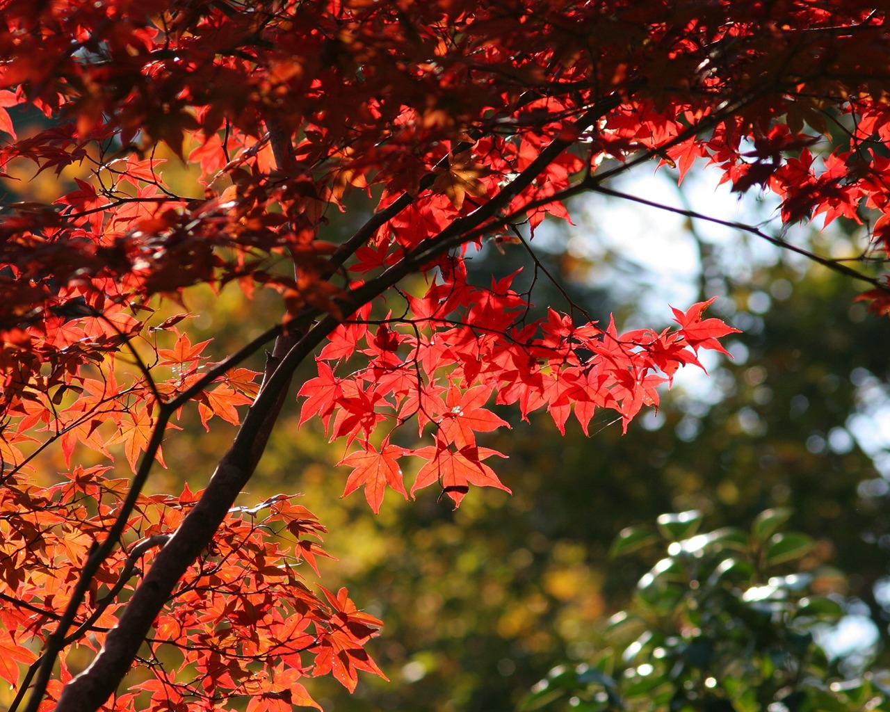 Maple sky wallpaper (1) #19 - 1280x1024