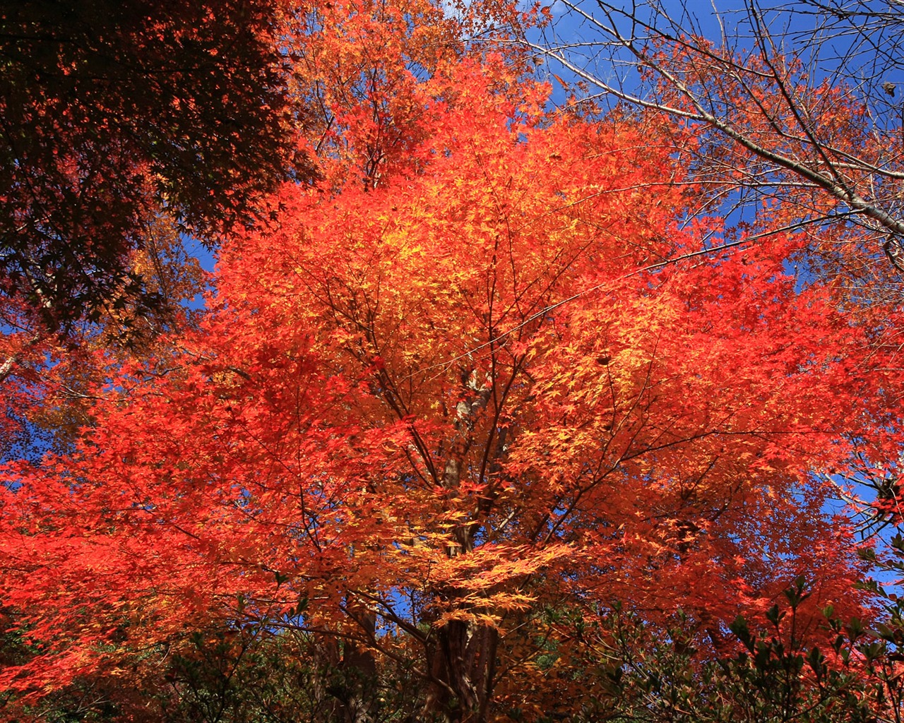 Maple sky wallpaper (1) #20 - 1280x1024