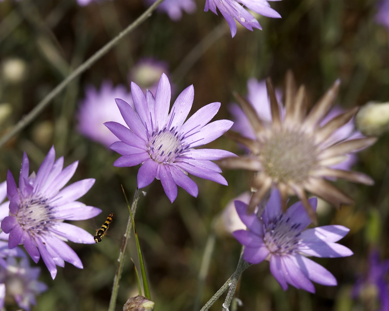 Large Flower Feature Wallpaper (4) #5 - 1280x1024