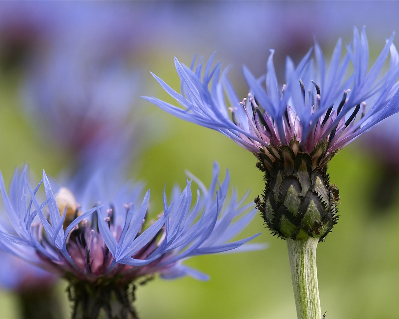 Large Flower Feature Wallpaper (4) #19 - 1280x1024