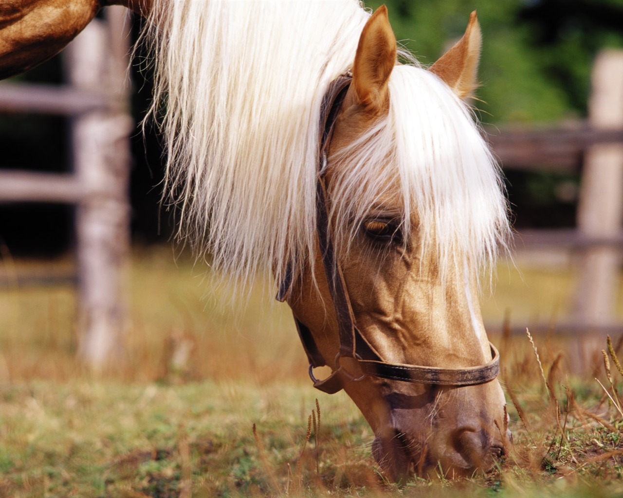 Horse Photo Wallpaper (3) #1 - 1280x1024