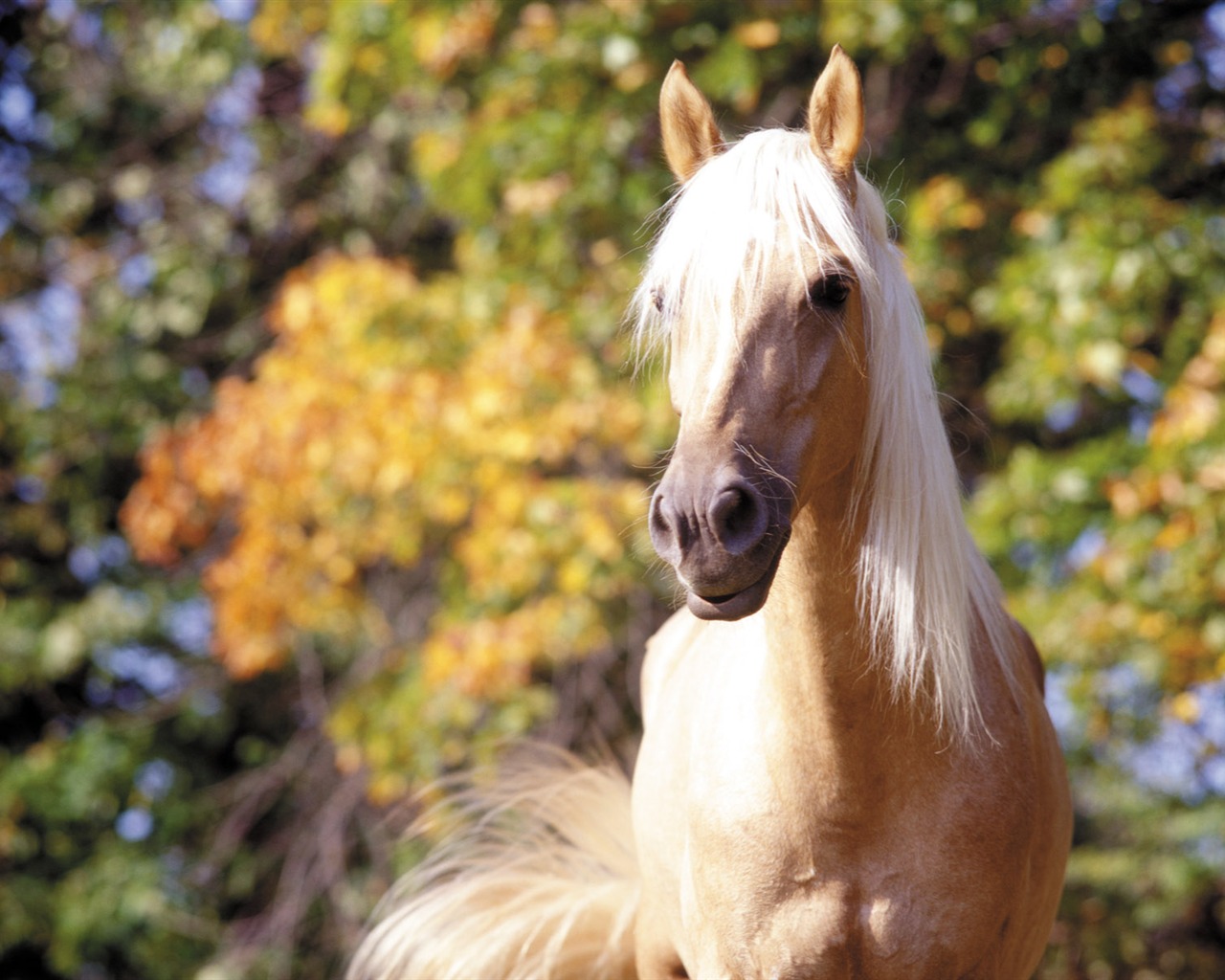 Horse Photo Wallpaper (3) #2 - 1280x1024