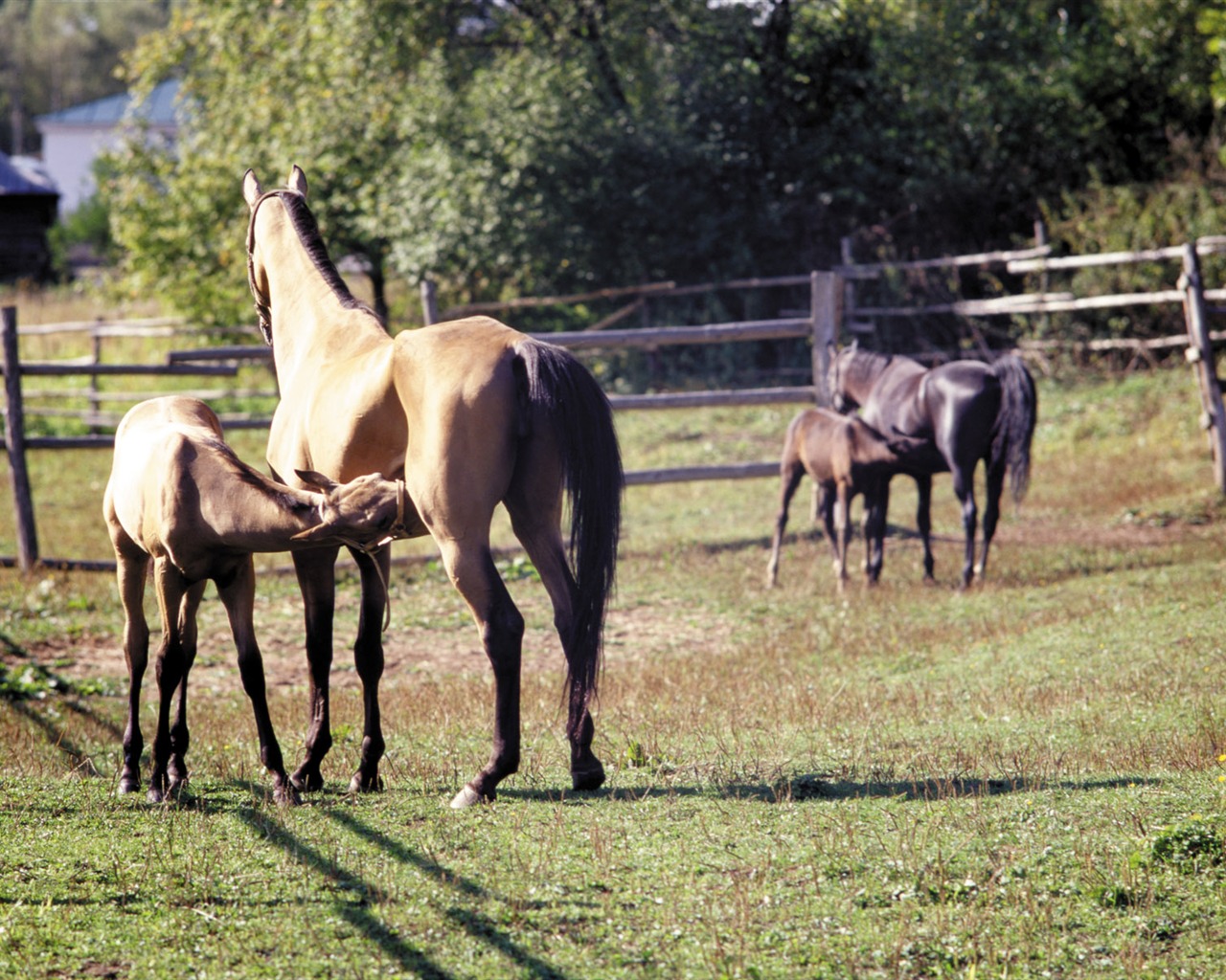 Horse Photo Wallpaper (3) #7 - 1280x1024