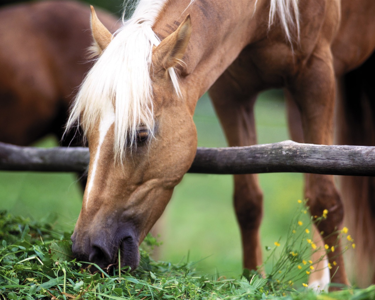 Horse Photo Wallpaper (3) #8 - 1280x1024