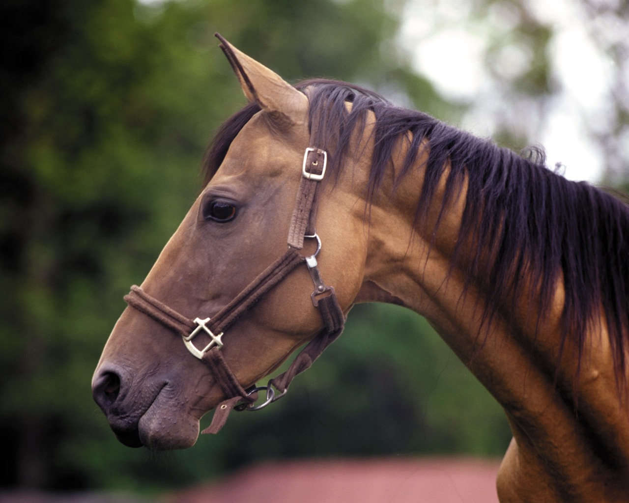 Horse Photo Wallpaper (3) #9 - 1280x1024