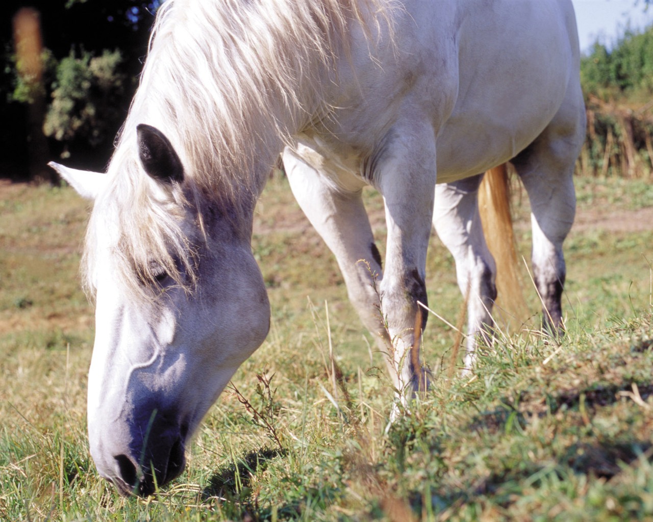 Horse Photo Wallpaper (3) #10 - 1280x1024