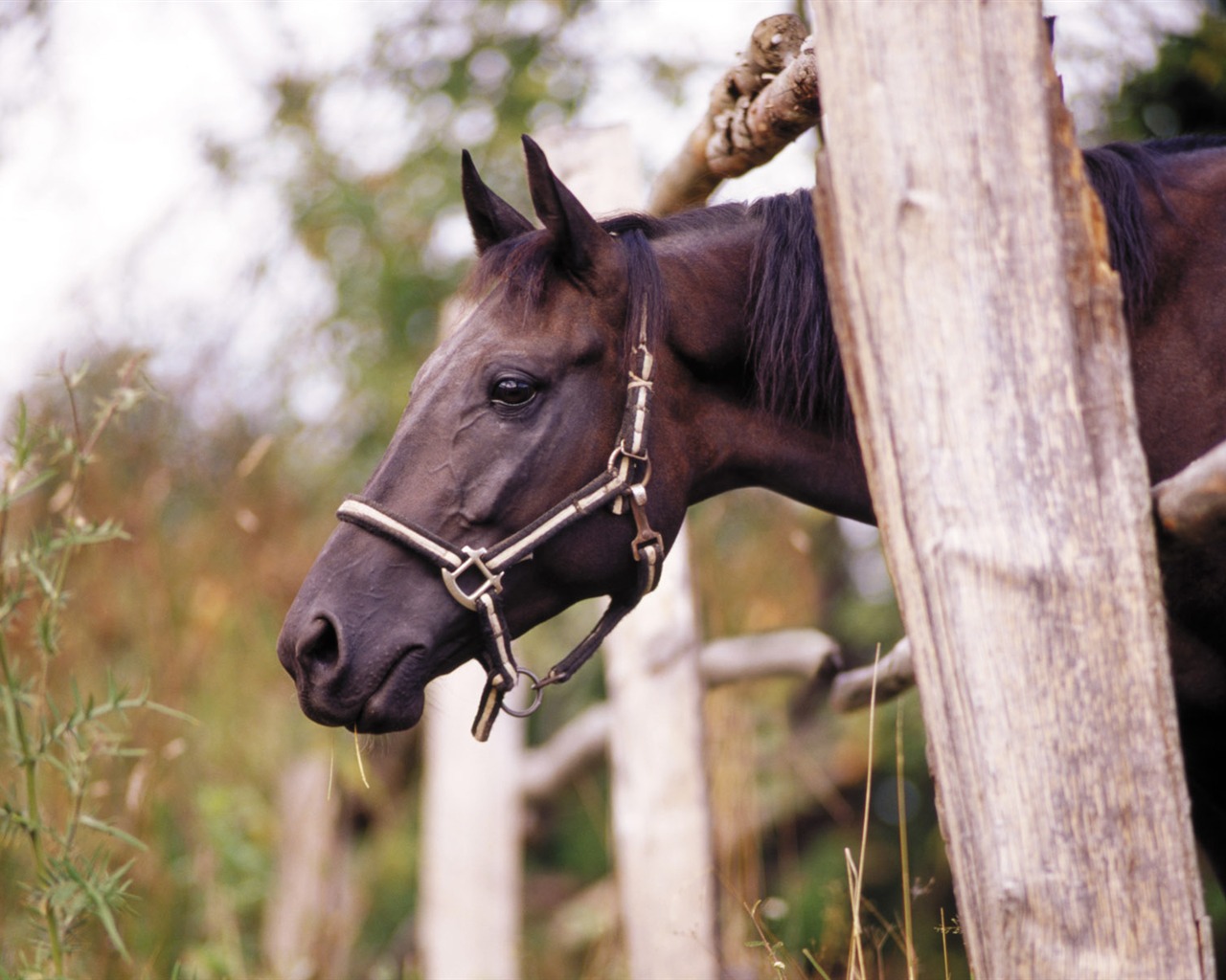 Horse Photo Wallpaper (3) #12 - 1280x1024