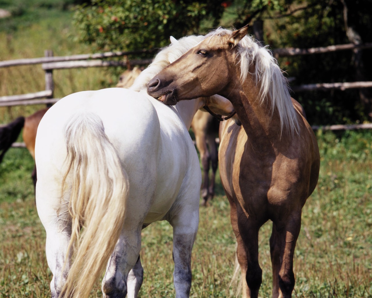 Fond d'écran photo cheval (3) #14 - 1280x1024