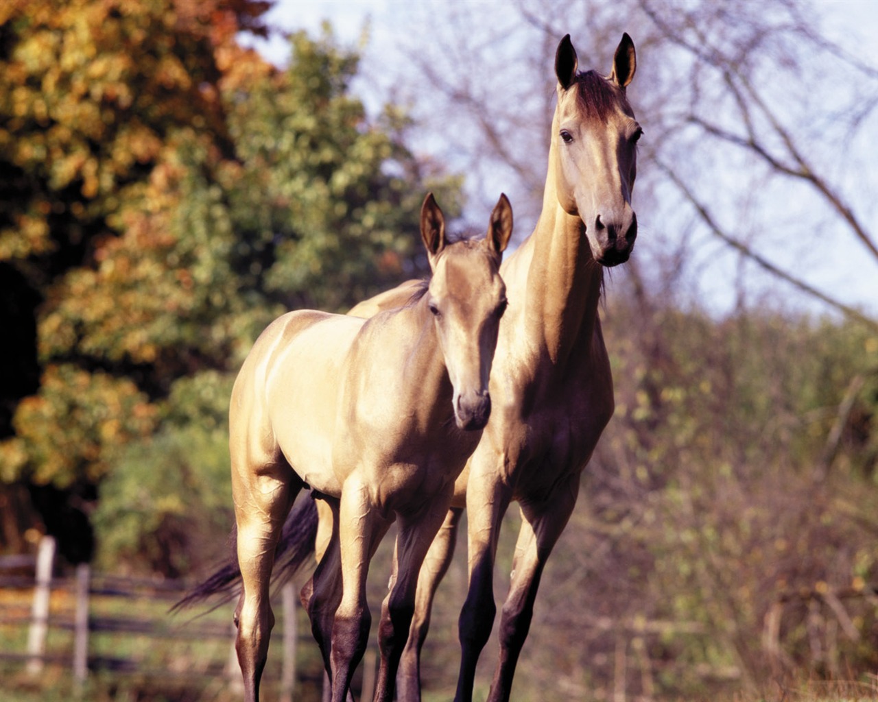 Horse Photo Wallpaper (3) #16 - 1280x1024