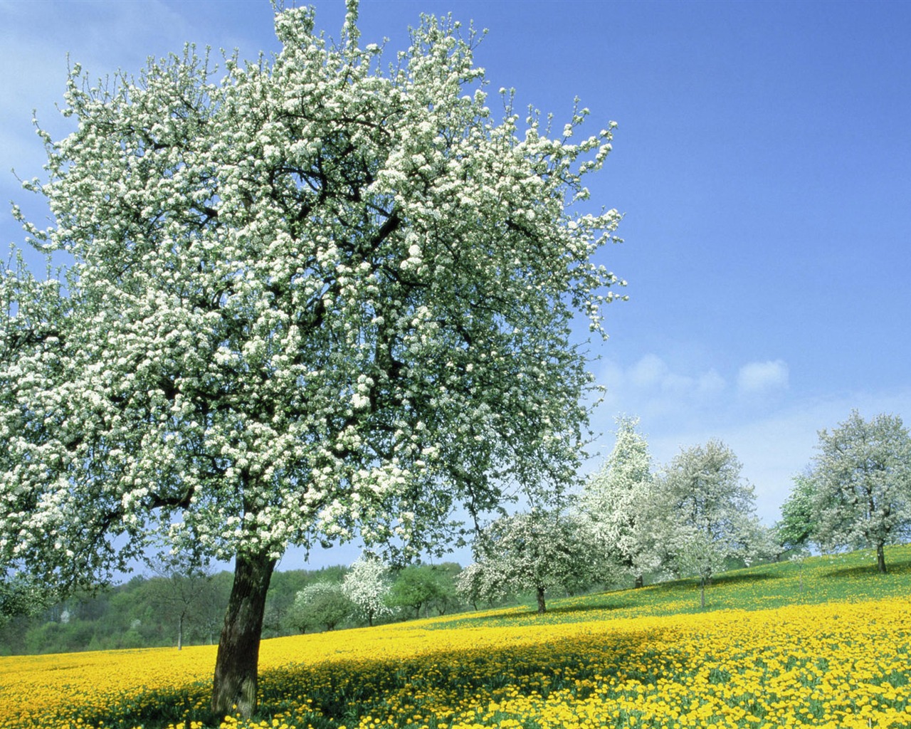 Okouzlující přírodní scenérie HD Wallpaper (1) #4 - 1280x1024