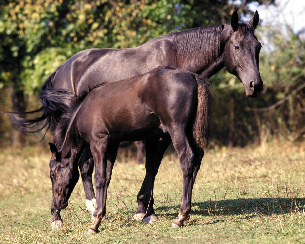 Fond d'écran photo cheval (4) #2 - 1280x1024