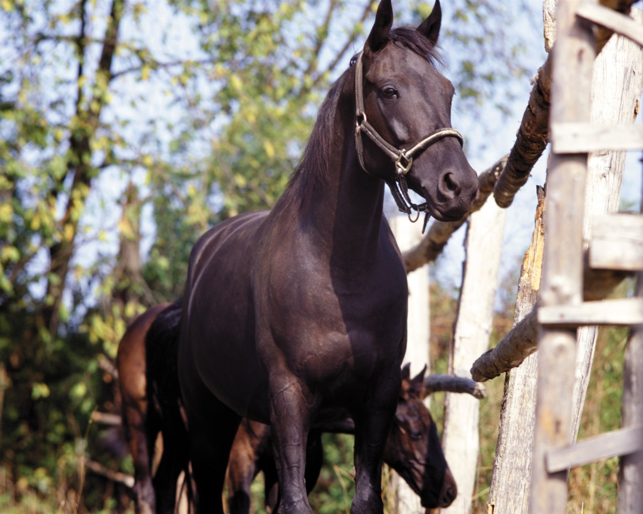 Fond d'écran photo cheval (4) #4 - 1280x1024