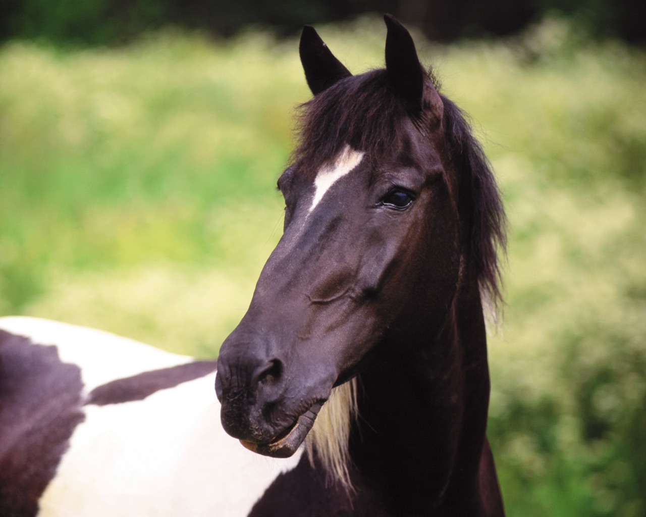 Fond d'écran photo cheval (4) #5 - 1280x1024