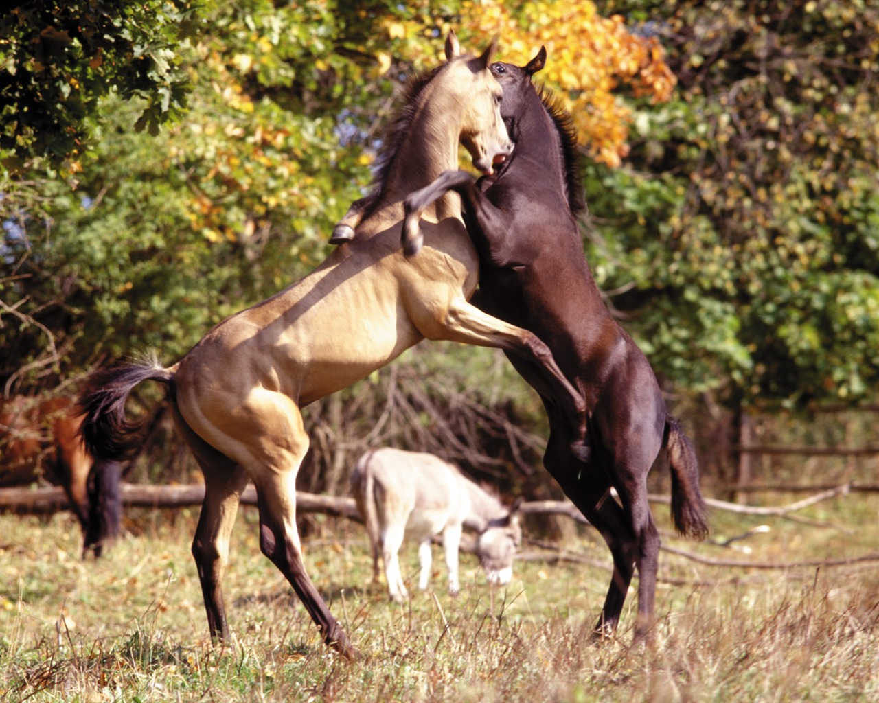 Fond d'écran photo cheval (4) #6 - 1280x1024