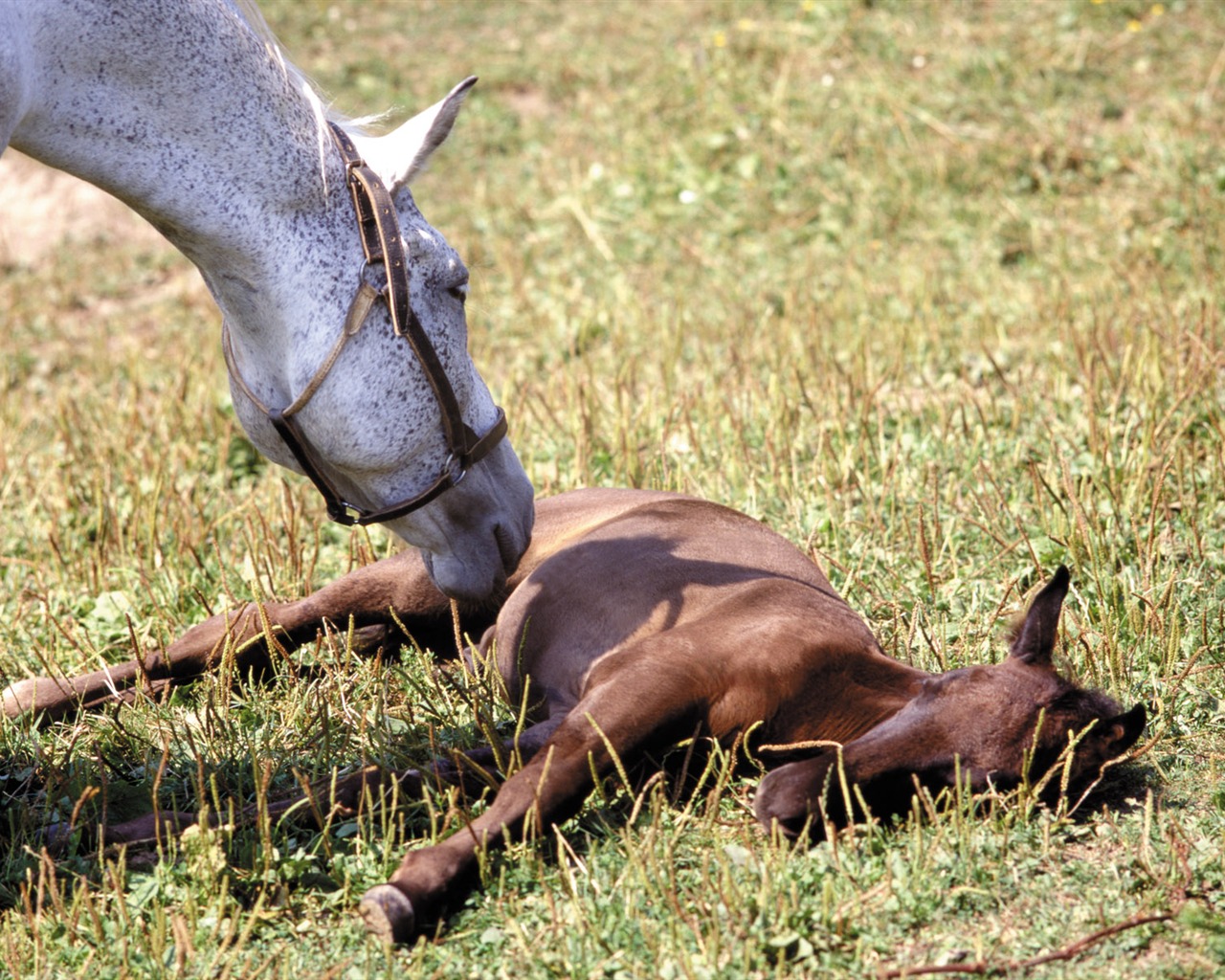 Horse Photo Wallpaper (4) #9 - 1280x1024