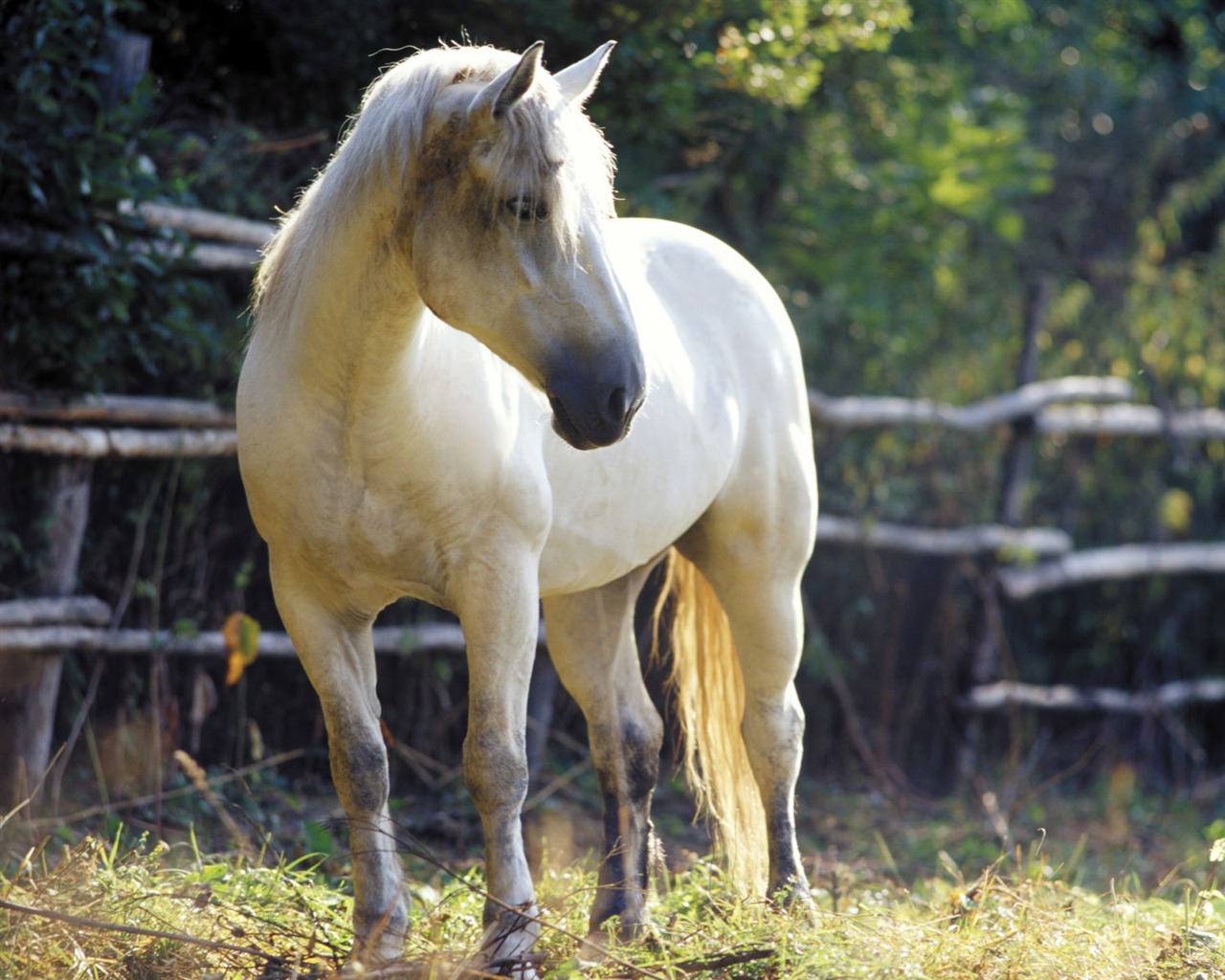 Fond d'écran photo cheval (4) #12 - 1280x1024