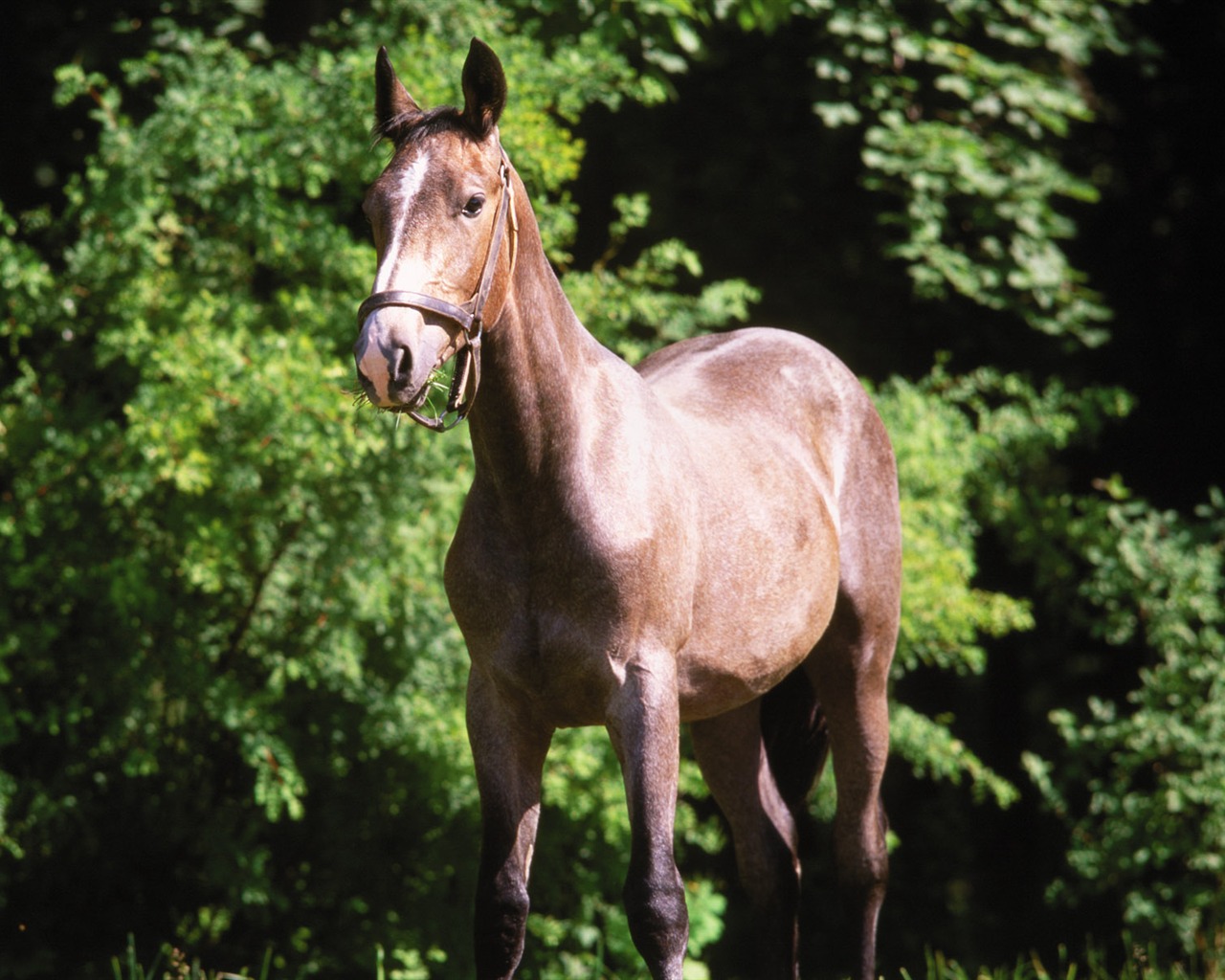 Fond d'écran photo cheval (4) #13 - 1280x1024