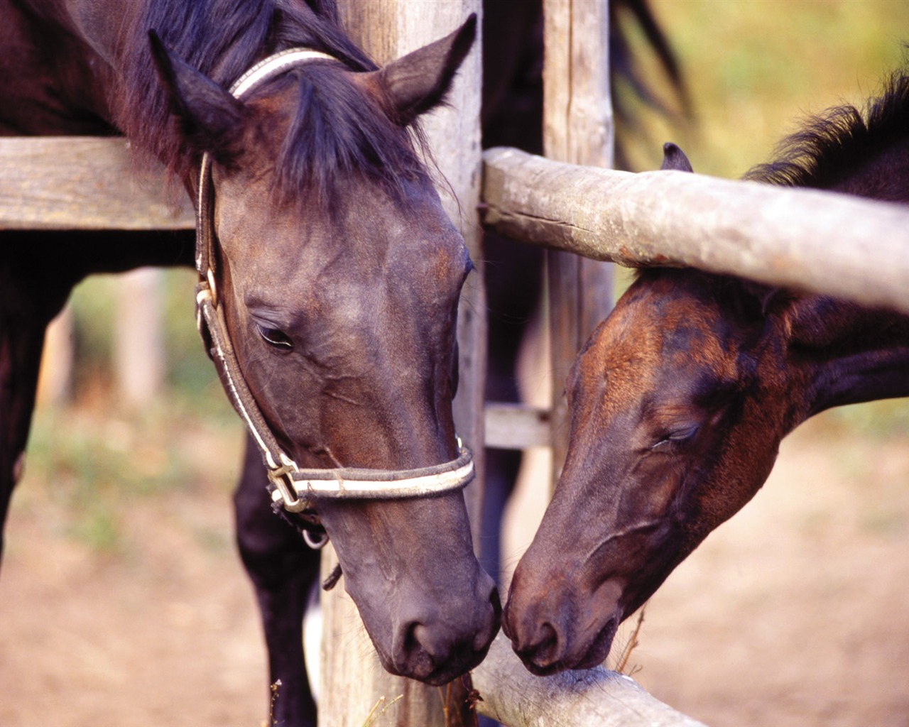 Horse Wallpaper Foto (4) #15 - 1280x1024