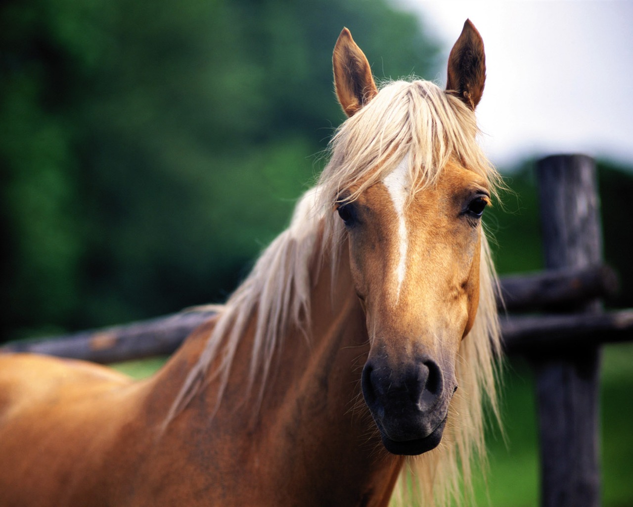 Fond d'écran photo cheval (4) #16 - 1280x1024