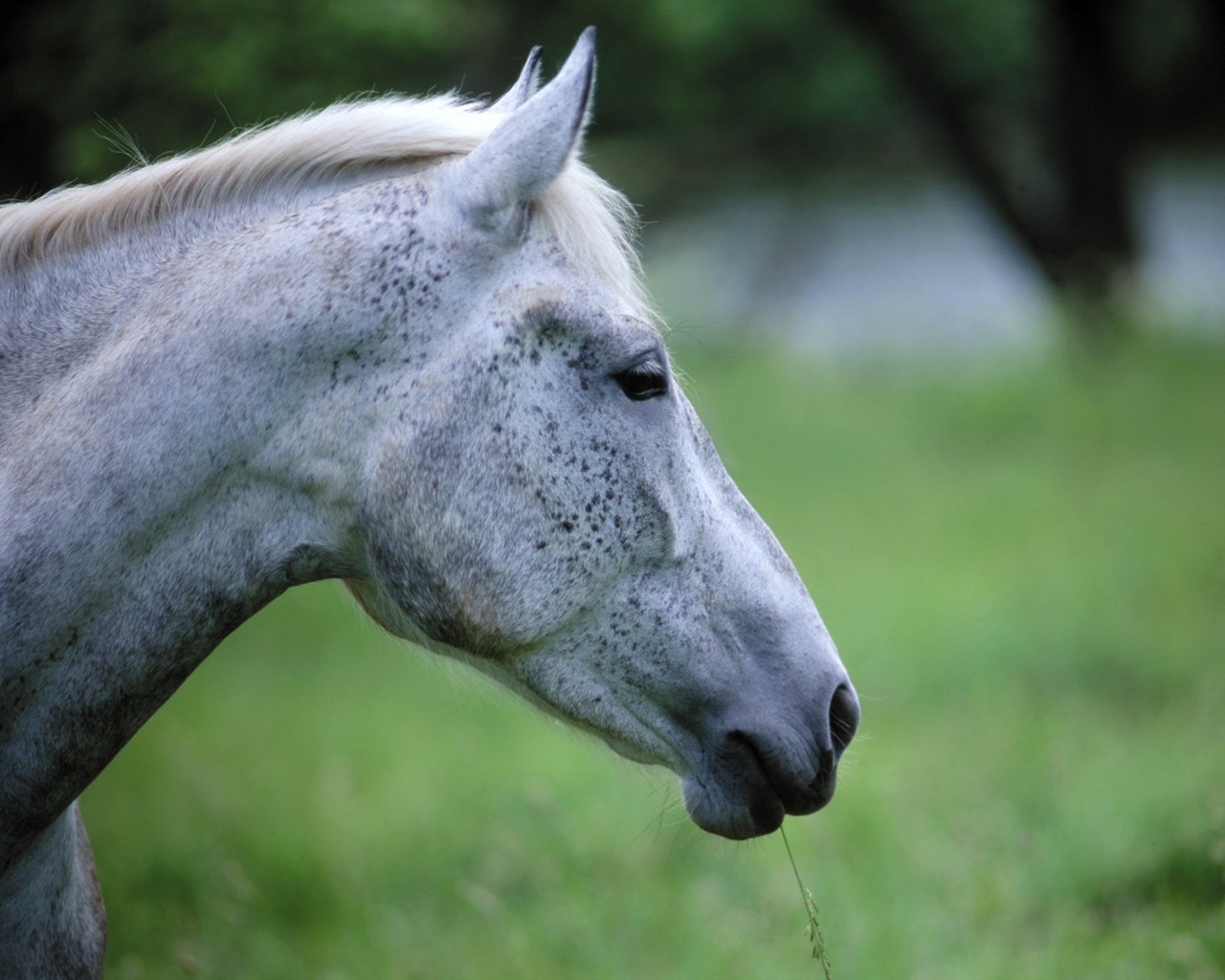 Fond d'écran photo cheval (4) #18 - 1280x1024