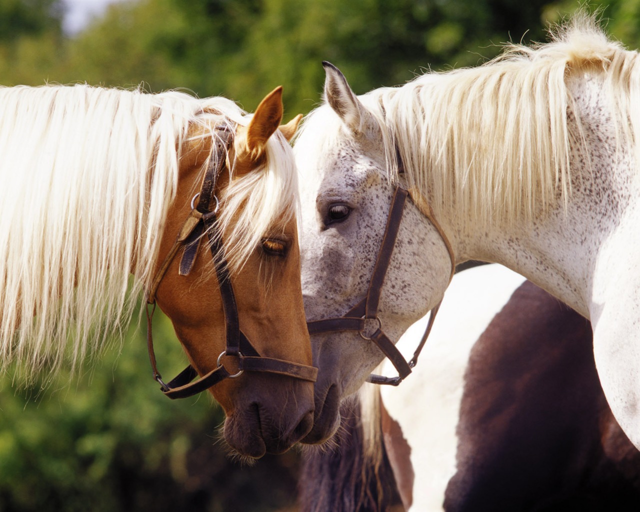 Horse Wallpaper Foto (4) #19 - 1280x1024