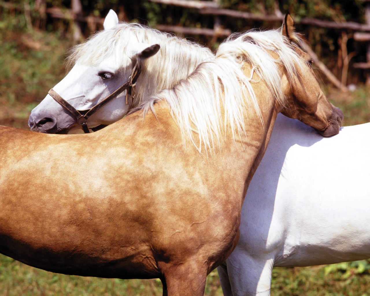 Fond d'écran photo cheval (4) #20 - 1280x1024