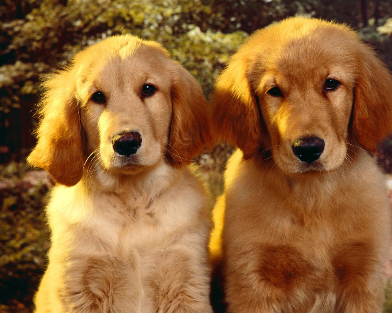 Puppy Foto HD Tapety na plochu (2) #1 - 1280x1024