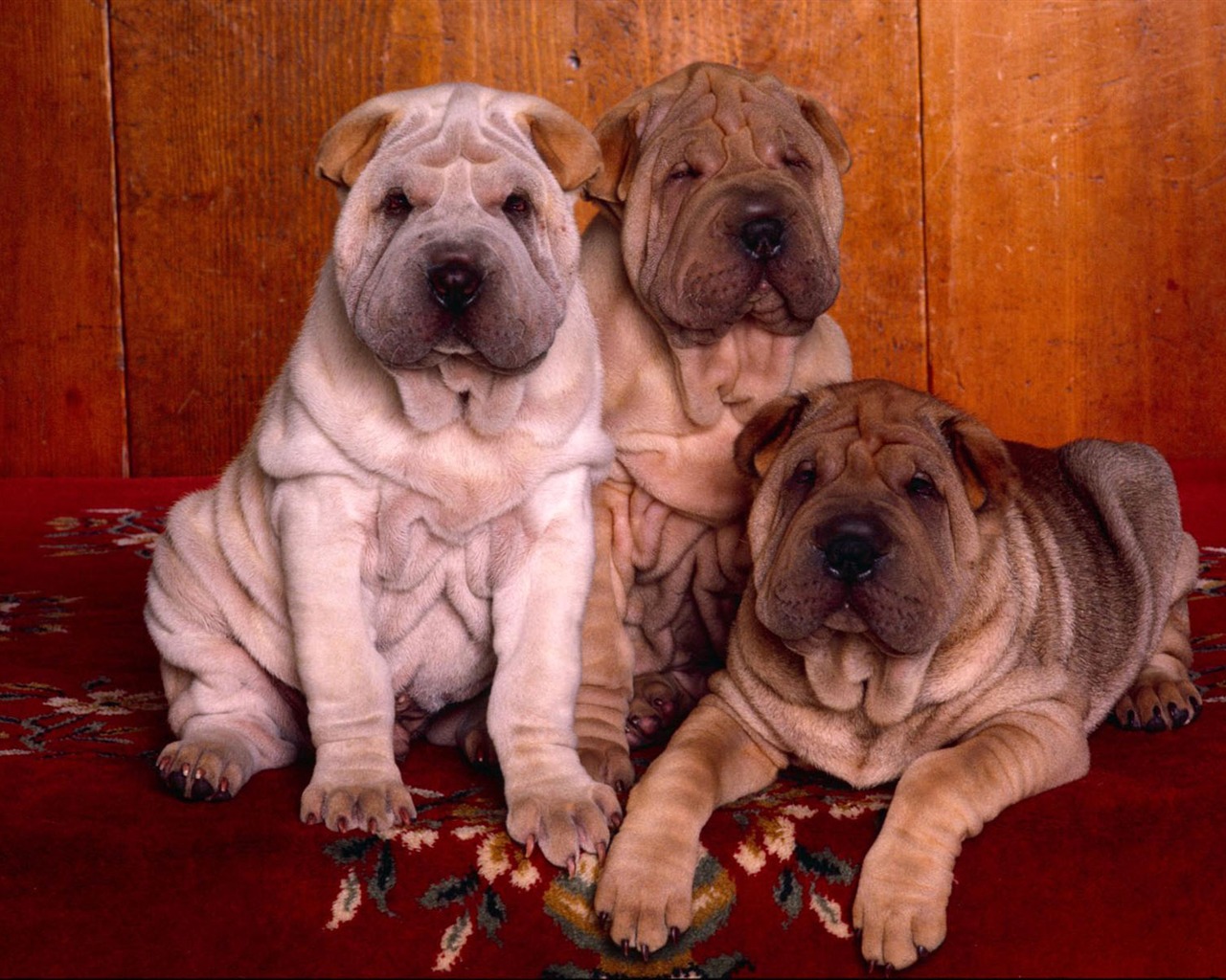 Puppy Foto HD Tapety na plochu (2) #2 - 1280x1024