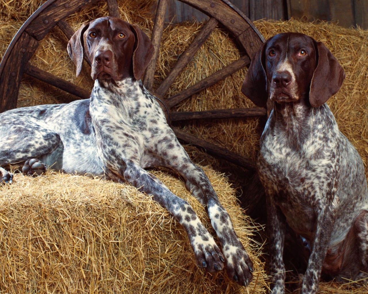 Puppy Foto HD Tapety na plochu (2) #4 - 1280x1024