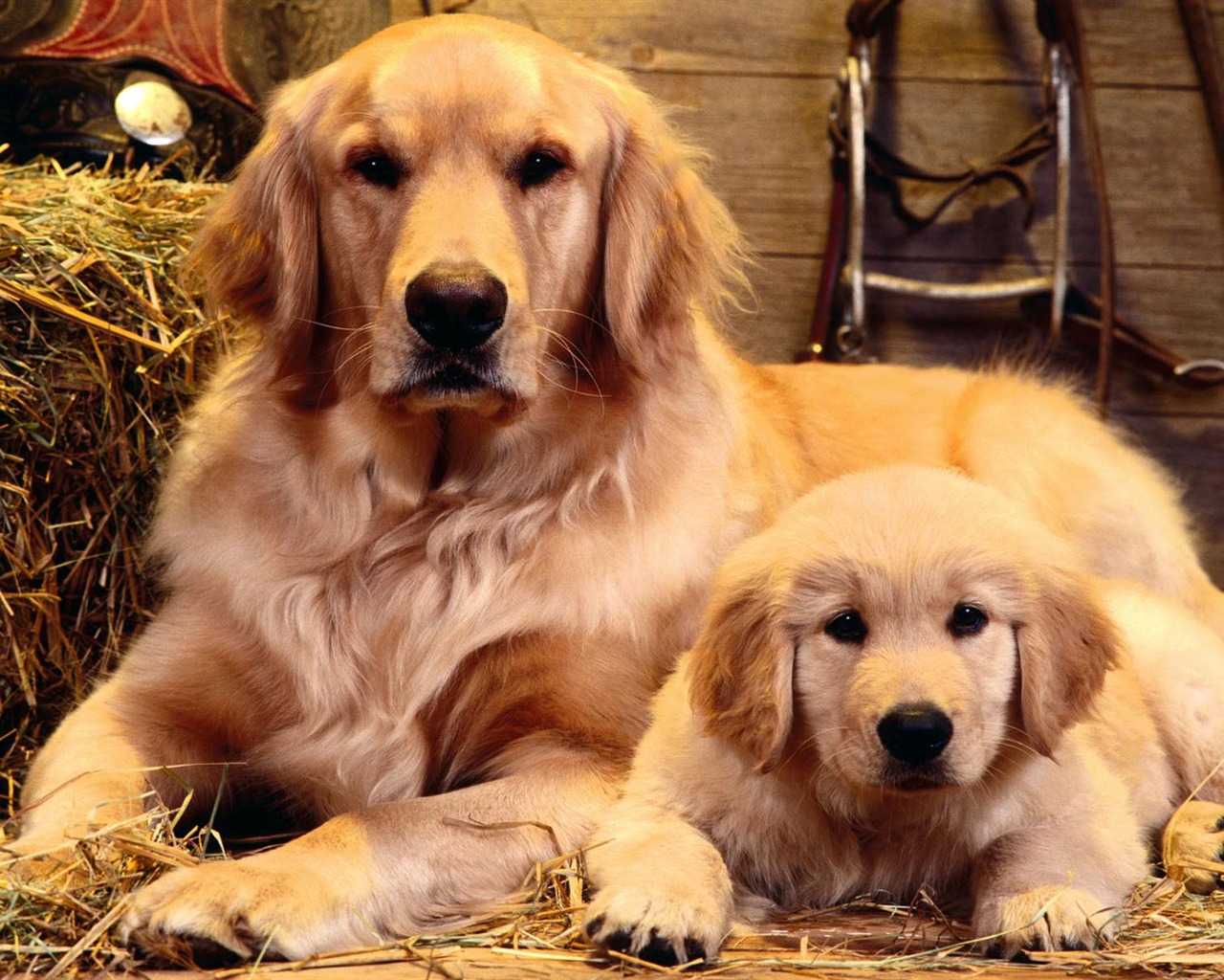 Puppy Photo HD wallpapers (2) #5 - 1280x1024