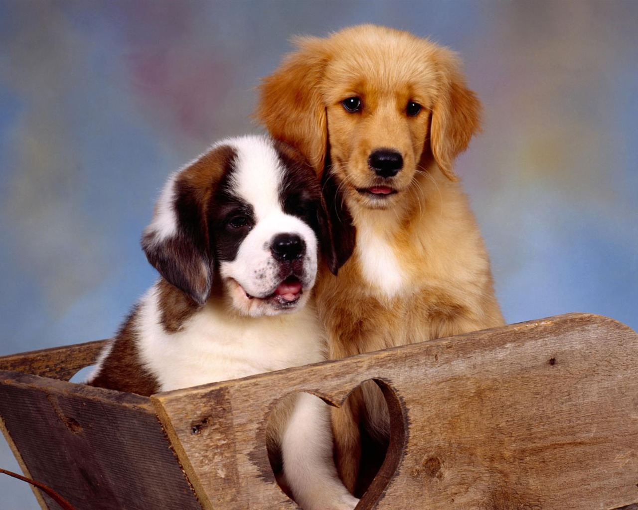 Puppy Foto HD Tapety na plochu (2) #7 - 1280x1024