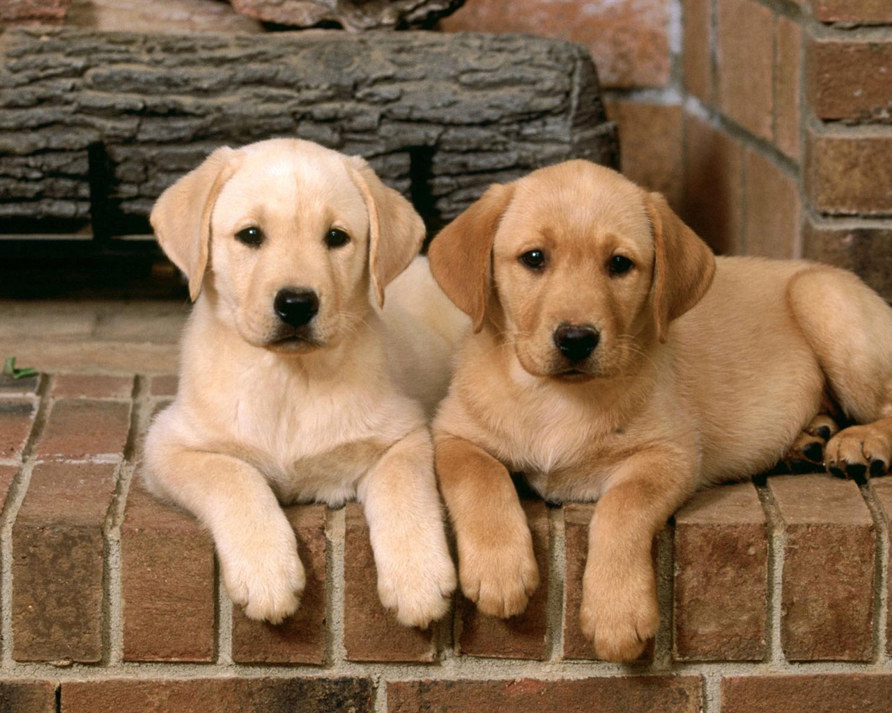 Puppy Photo HD wallpapers (2) #11 - 1280x1024