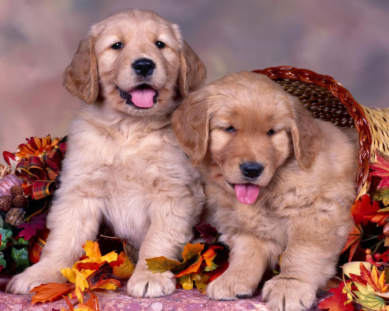 Puppy Photo HD wallpapers (2) #12 - 1280x1024