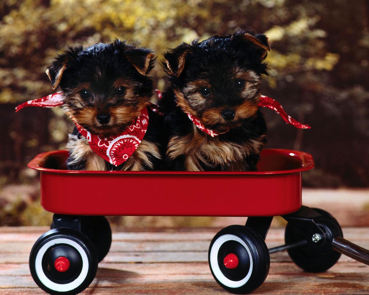 Puppy Foto HD Tapety na plochu (2) #16 - 1280x1024
